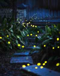 Fun fact: Fireflies in Japan