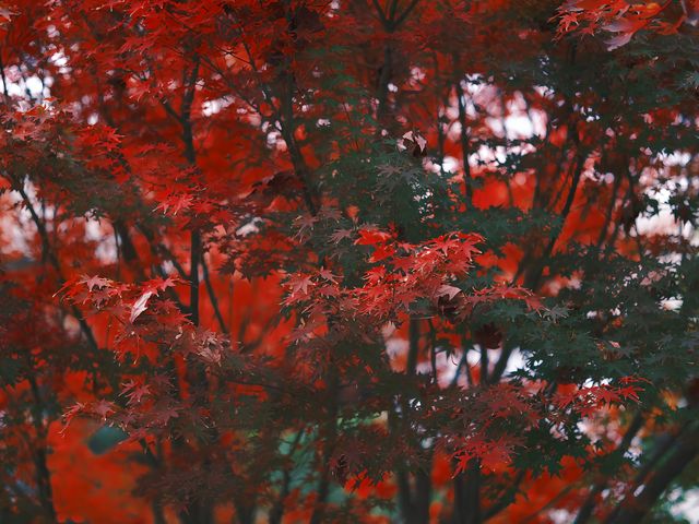 魔都小眾楓葉拍照地|人少 大片紅葉