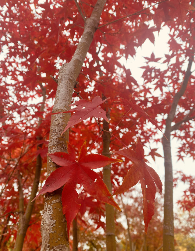 虎丘濕地紅杉節進行時