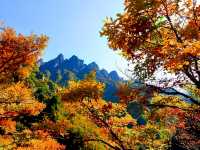 河南老界嶺/萬畝彩林太震撼了，一定要來感受這裡的秋色大餐！