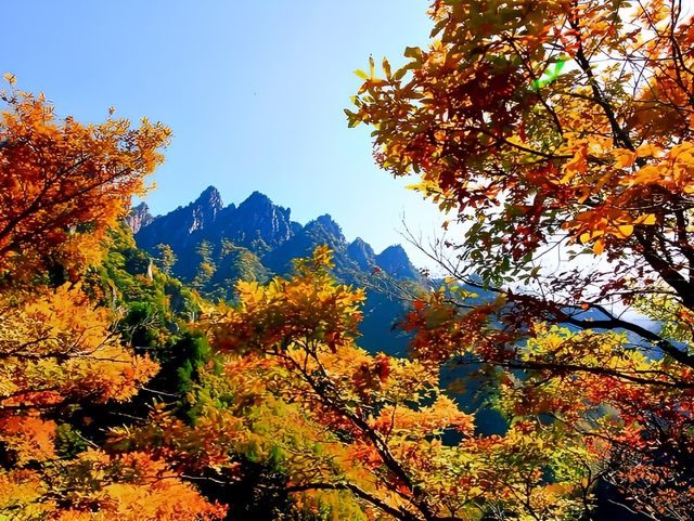 河南老界嶺/萬畝彩林太震撼了，一定要來感受這裡的秋色大餐！