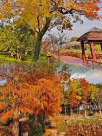 到獨墅湖公園一睹紅杉在冬日裡最後也是最倔強的“火紅”盛景