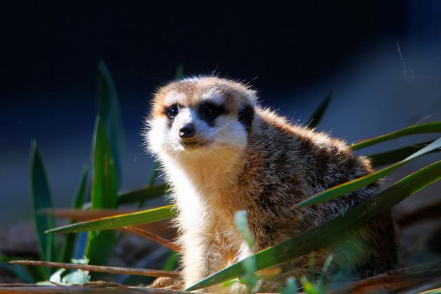 南京紅山森林動物園，秋色怡人