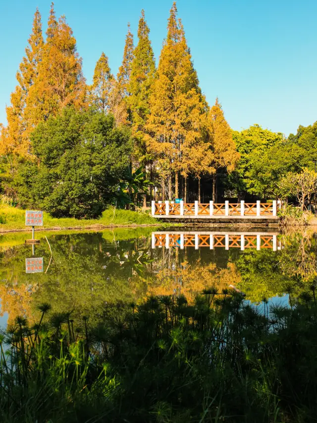 福州の闽江公園南園で秋を楽しむのに最適な時期です