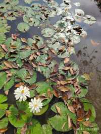 西雙版納中科院植物園，告莊出發攻略