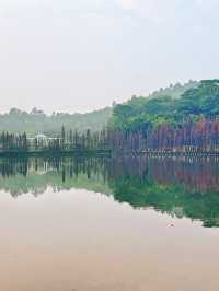 三水森林公園｜落羽杉拍照超級童話