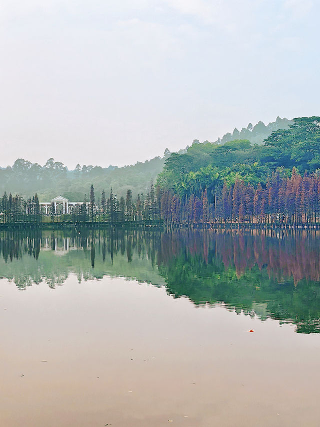 三水森林公園｜落羽杉拍照超級童話