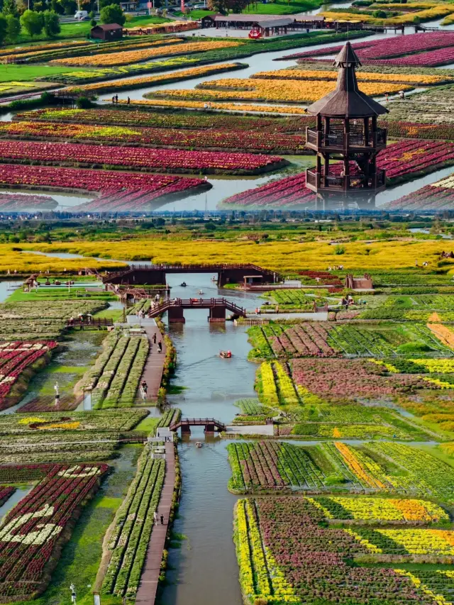 "Drunken" beauty in thousands of terraces, "Autumn" chrysanthemum appreciation