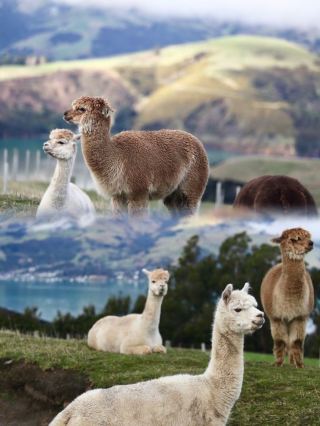 Enter the world of alpaca fairy tales! Interact with alpacas up close