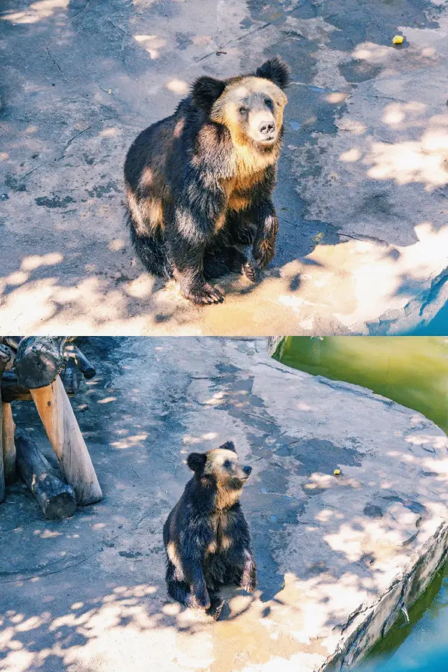 広州動物園、週末の子供とのお出かけに最適、最強のガイドが来ました！