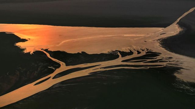 江西鄱陽湖丨生命之樹的延展