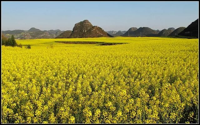 雲南羅平油菜花