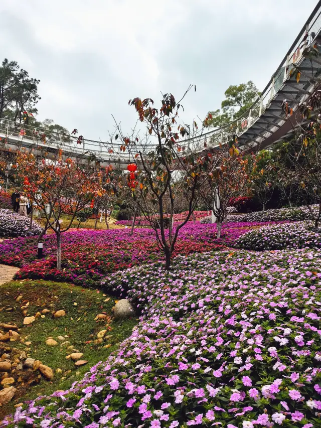 Xiamen Tourism|Don't worry, the cherry blossoms in the Cherry Blossom Valley of Fox Tail Mountain have not yet bloomed