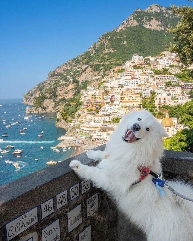 🐾😁 Wishing you a PAWsome weekend filled with smiles and adventure! Get ready to be swept away by the beauty of Positano on the breathtaking Amalfi Coast in Italy! 🌊🏖️