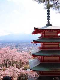 東京·富士山賞櫻一日遊