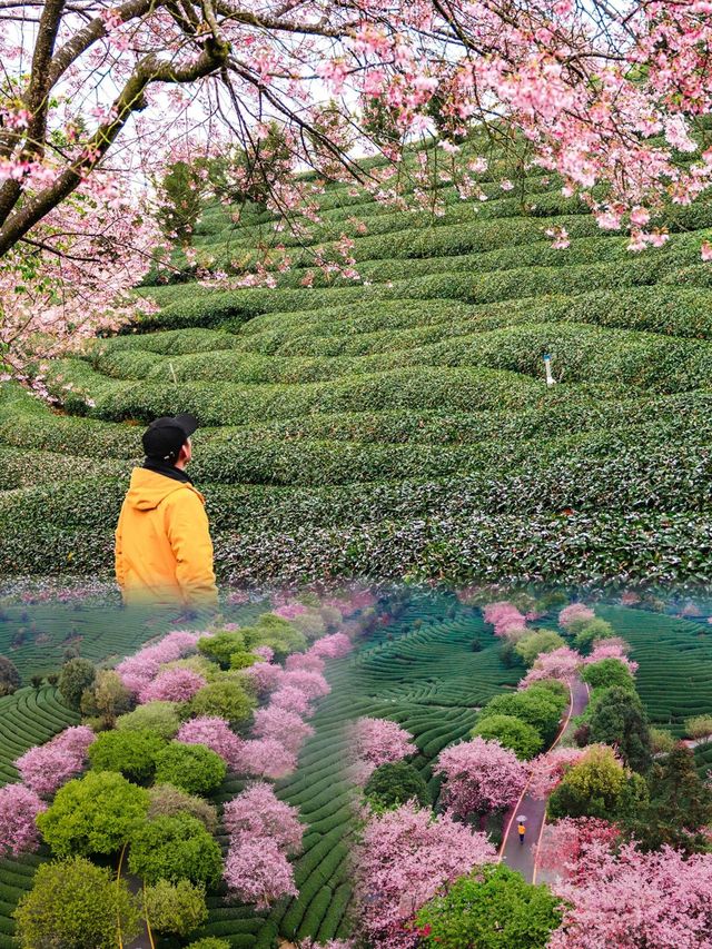 夢開始的地方：福建龍岩永福櫻花茶園