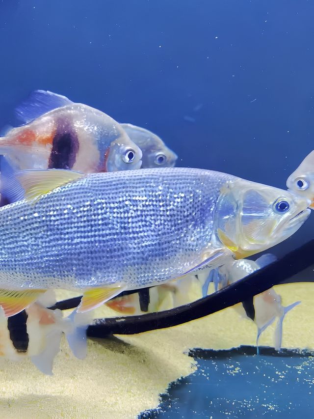 青島市內親子遛娃好去處，各種小動物太可愛啦