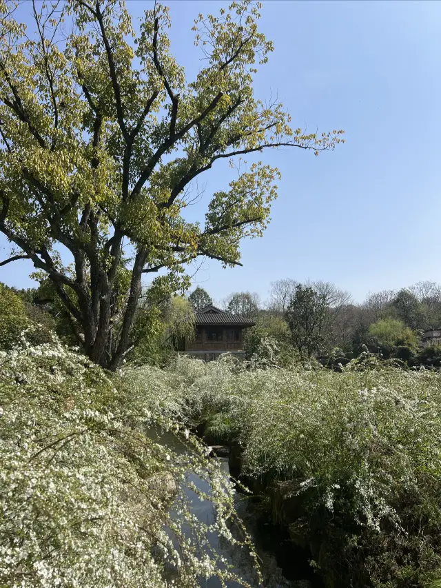 Hangzhou Longjing | There is a white fairy tale world in Shuangfeng Village