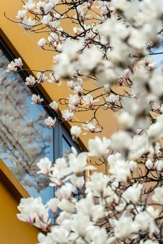 龍華寺のモクレンの花の後劲がすごすぎる！！見る価値があります