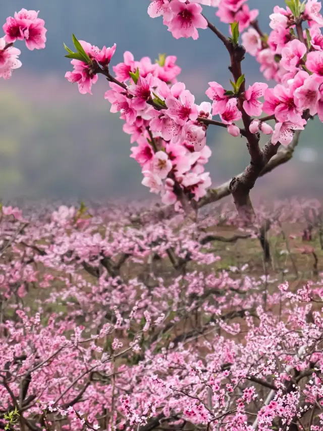 In March, the Longquan Mountain is a hillside full of blossoms! Find your flower viewing guide right here