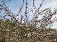 武漢青山公園免費看櫻花、海棠花、桃花