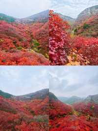 看萬山紅遍，層林盡染