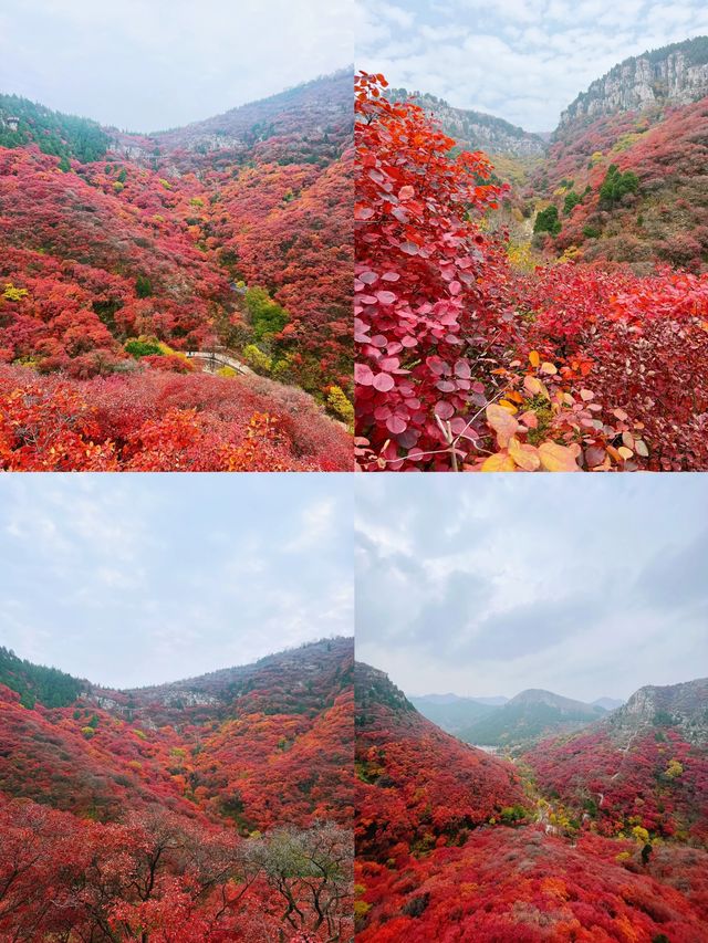 看萬山紅遍，層林盡染