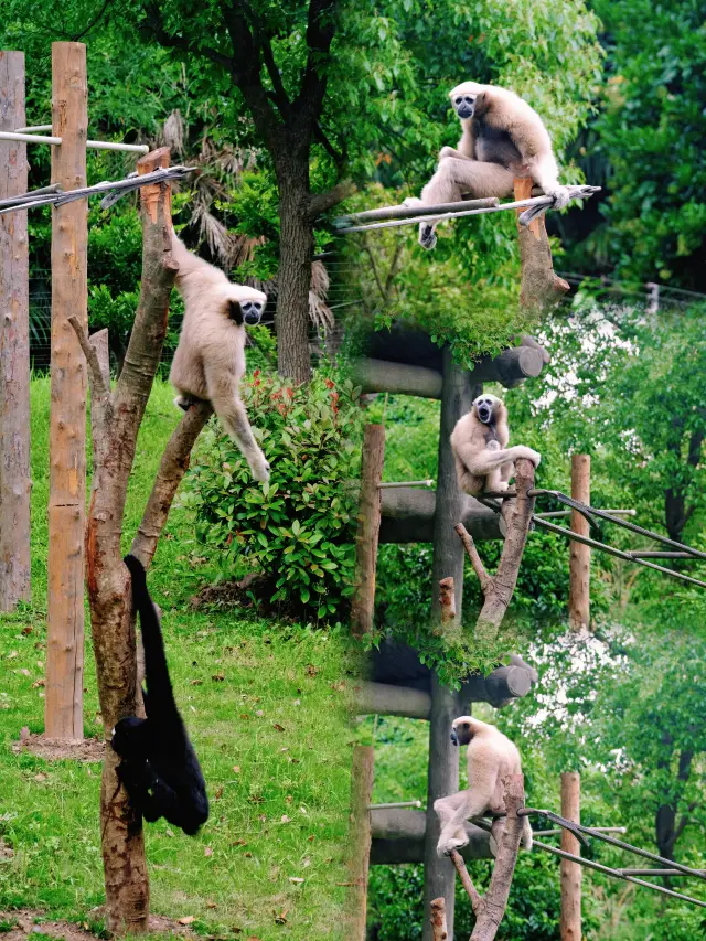 上海野生動物園：小熊貓太可愛啦日行2W步打卡