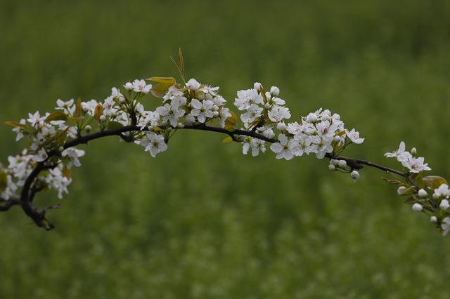 苍溪百年梨園