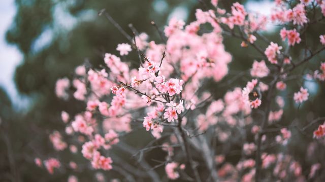 東莞的櫻花終於開了！