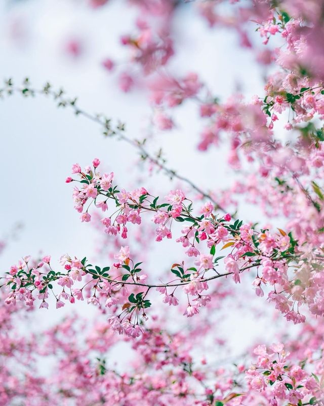 南彌勒寺：全羅南道海南郡的海棠與杜鵑花盛宴
