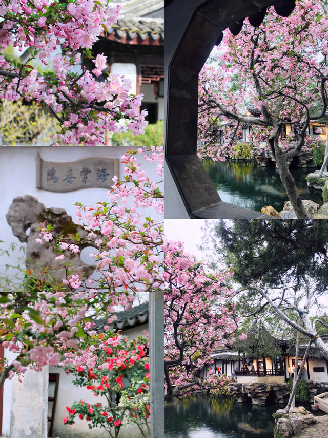 蘇州海棠花開！這幾個園林海棠都美如水墨畫