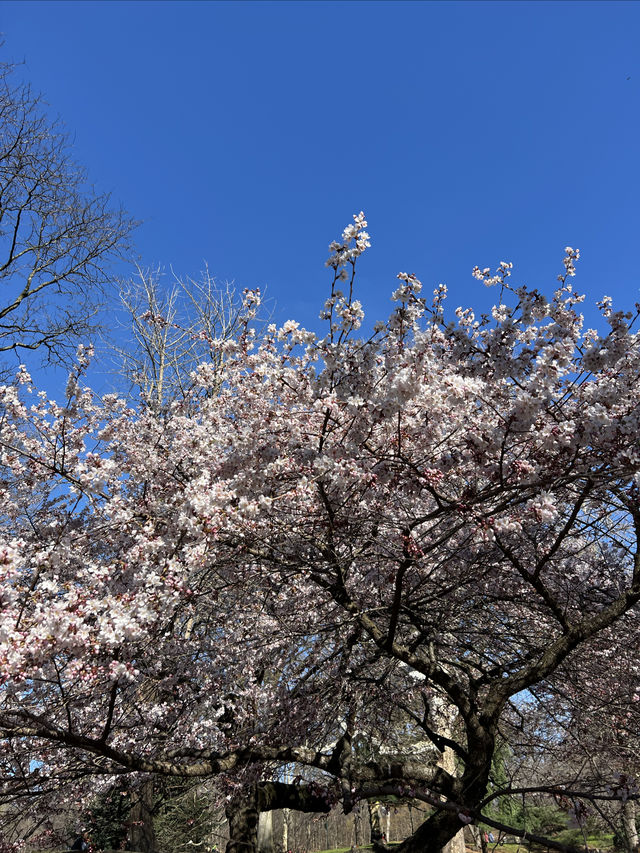 中央公園的春天