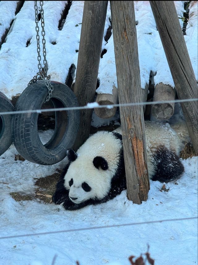 西安周至丨一鍵打卡火樹銀花和熊猫公主王子們快來！