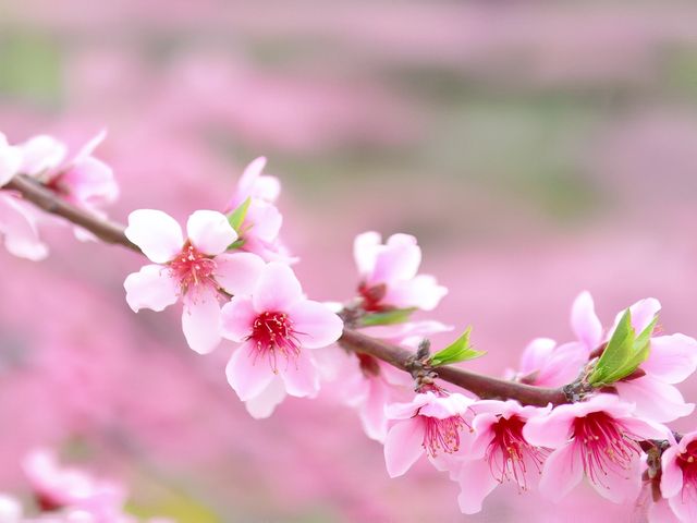 人面桃花相映紅，桃花依舊笑春風……