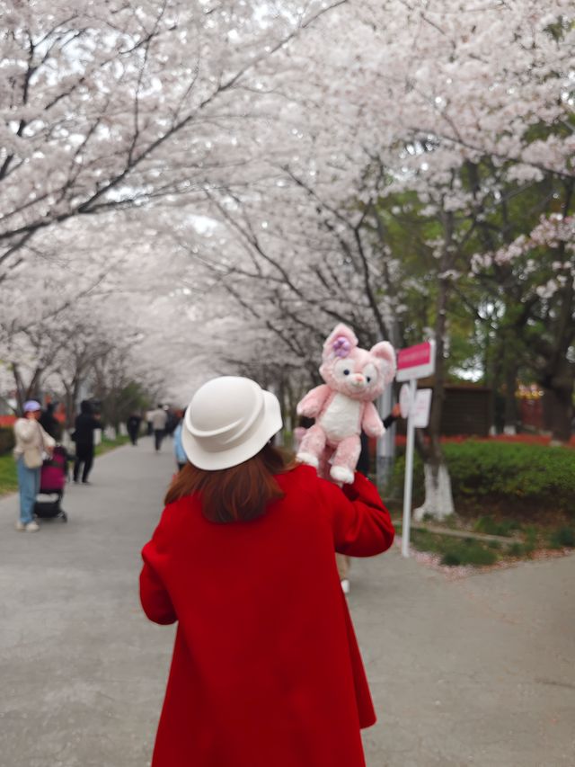 上海櫻花打卡地—浦東高東鎮櫻花園