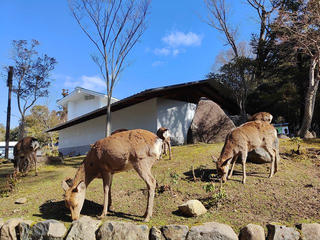 日本奈良公園可以零距離接觸小鹿