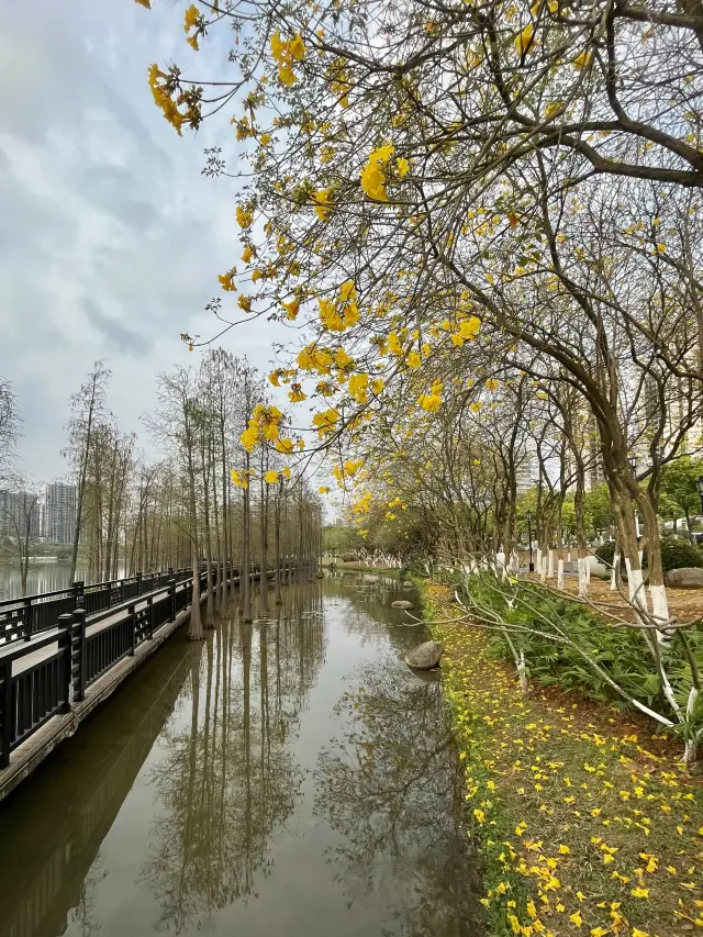 City Park | Welcome this spring with the cheese-like yellow blossoms of the Golden Trumpet Tree