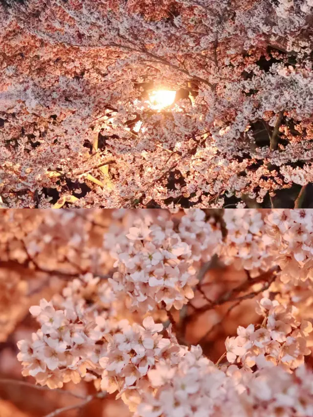 青島中山公園の夜桜 | 夜でも花を楽しめます