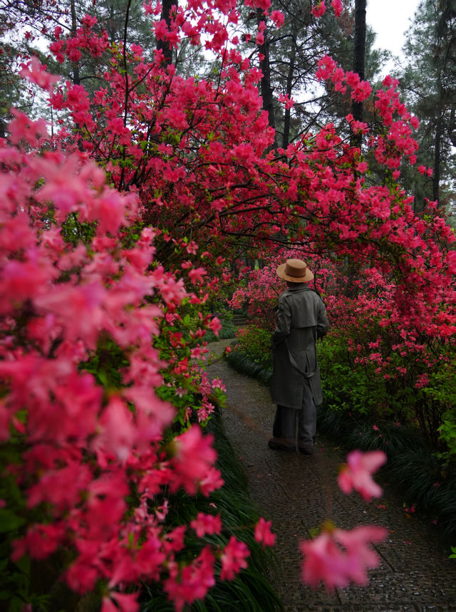 杭州驚現莫奈花園，春日天花板公園