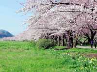 Sakura Brightness