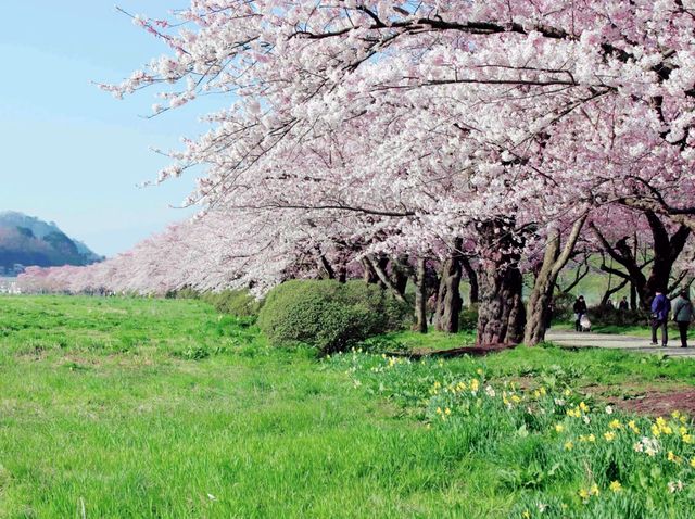 Sakura Brightness