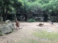 杭州動物園春天怎麼玩？一熊三節目圓圈轉！