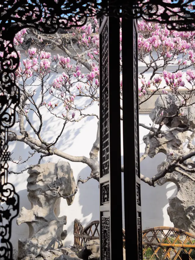 Finally captured the top trending Yulan magnolias in Suzhou's Erqiao