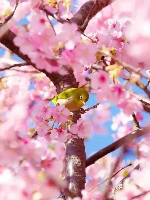 Peach Blossom Season in Hubei 🌸