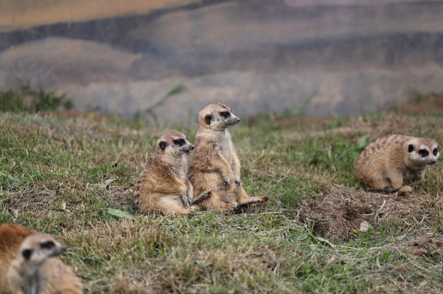 南通動物園