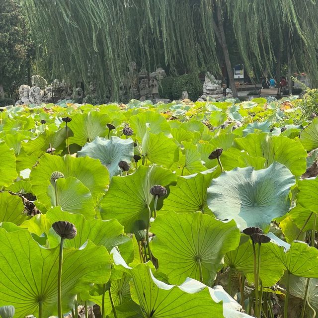 保定古蓮花池