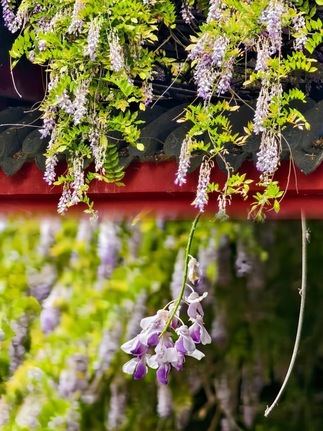 桂湖花園的紫藤花王