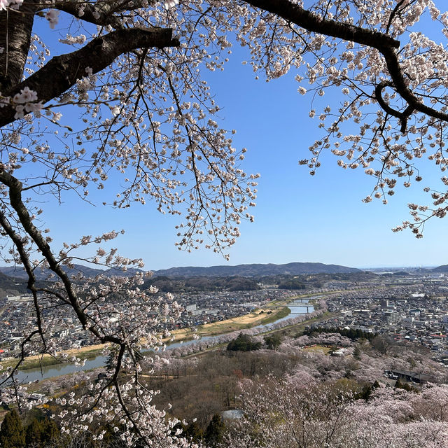 宮城賞一目千本櫻