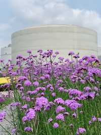 分享治愈系風景，油罐藝術中心的紫色花海